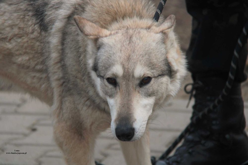 Luna, piękna wilczyca szuka domku