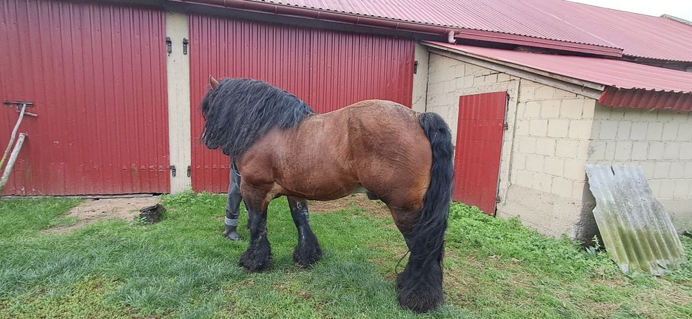 Sprzedam Ogier Zimnokrwistego