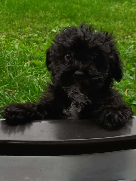 Maltipoo, cavapoo, mix, hybryda, piękna, mądra i wesoła suczka