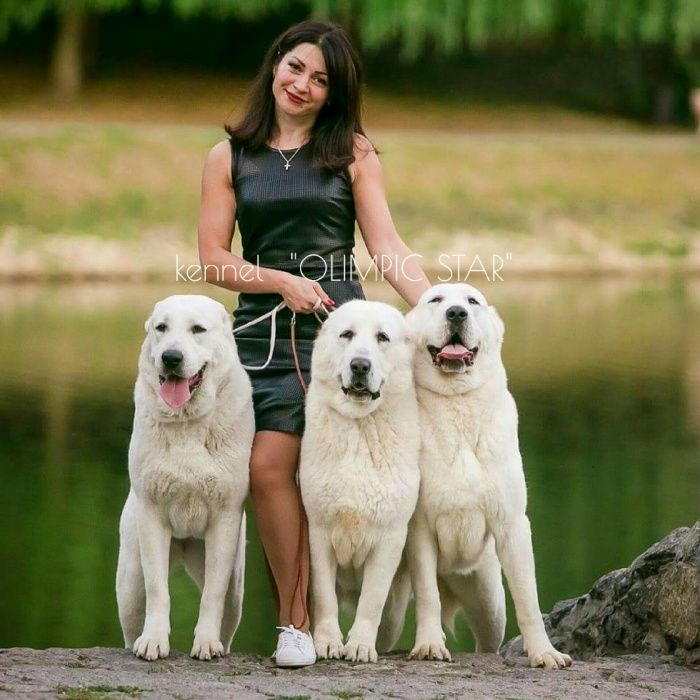 Щенки среднеазиатской овчарки, сао ,питомник алабаев