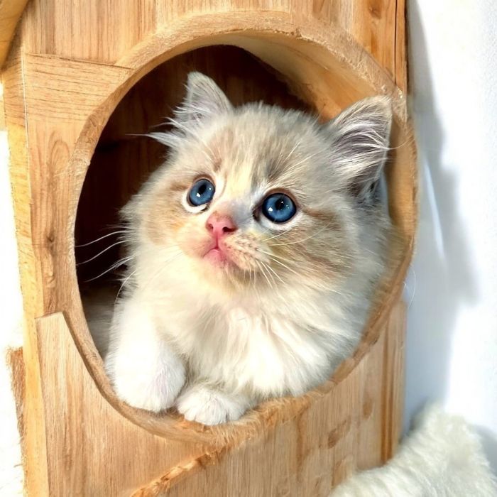 Ragdoll kocurki i kotki  Wystawowo-Hodowlany  FPL