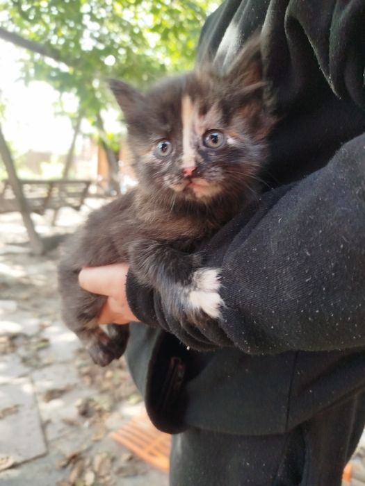 котинята 2 місячні