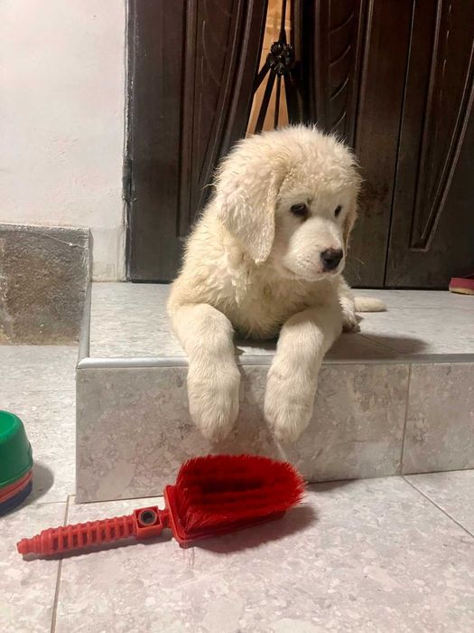 Чудові цуценята, породи Угорський кувас !!!