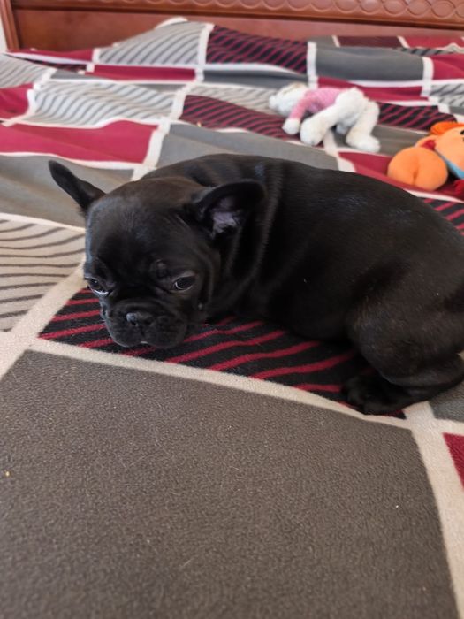 Śliczna dziewczynka buldog francuski