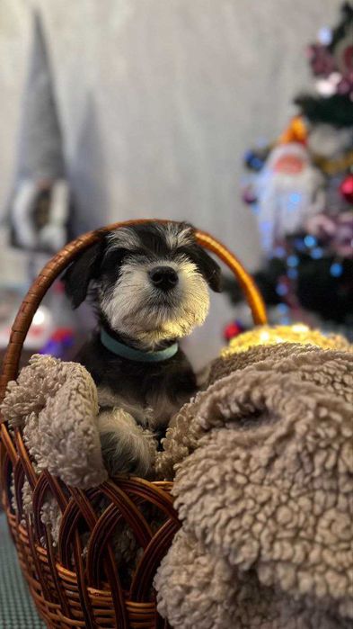 Цуцик Цвергшнауцер