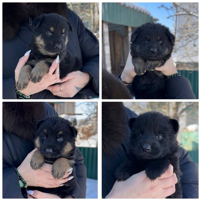 Чудові пухнастики - цуценята німецької вівчарки