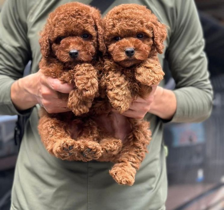 Шикарні хлопці.    той пудель