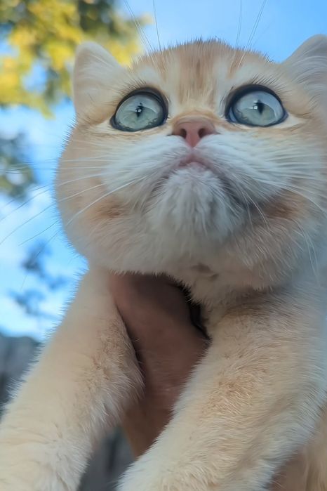 Bri ny 12 Шиншила золотая