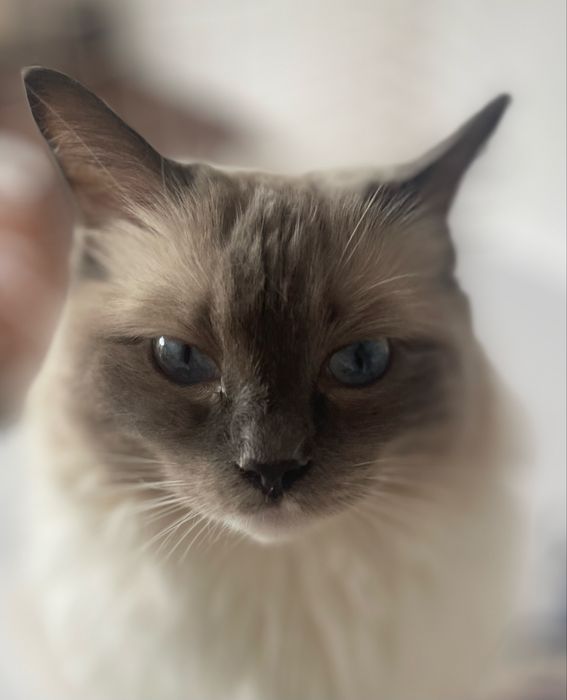 Hotel psów, kotów, królików i gryzoni