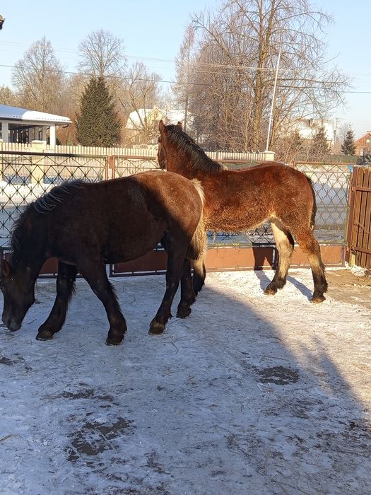 Klacz gniada siwa księga główna