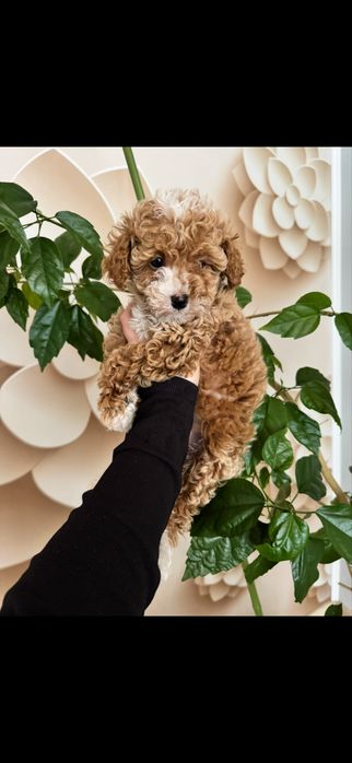 Хлопчики мальтіпу