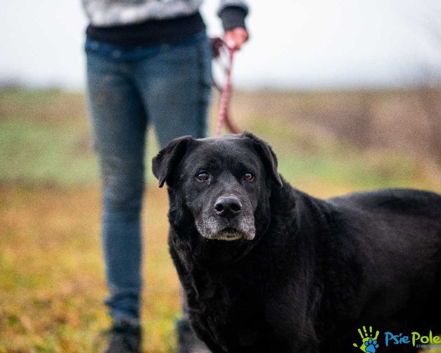 Przekochany psiak NEKO bardzo towarzyski do adopcji