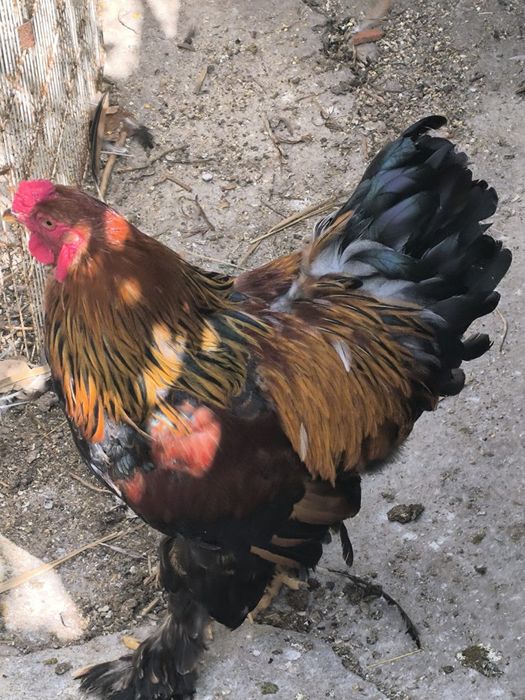 Galo Brahma Prediz