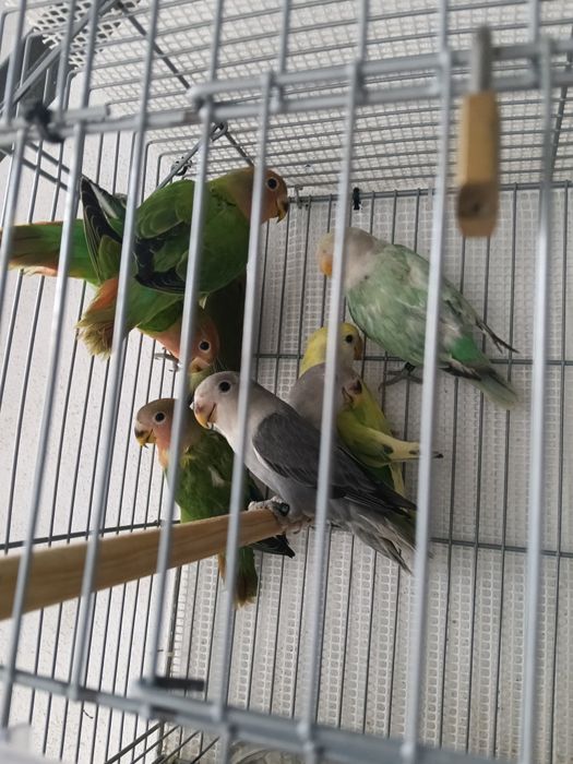 Vendo agraponis deste ano