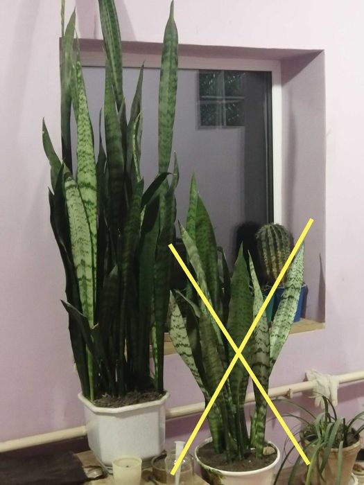 Каллизия хлорофитум сансевиерия эхинопсис рео валлота алоэ кислица