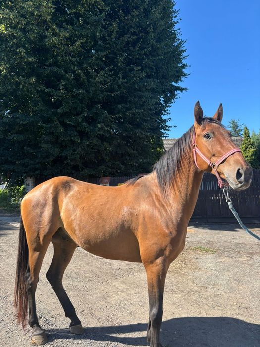 Wałach  4lata  ok 155cm