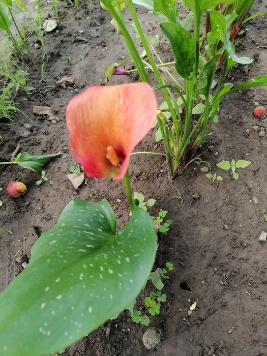 Калла сорту Marning sun