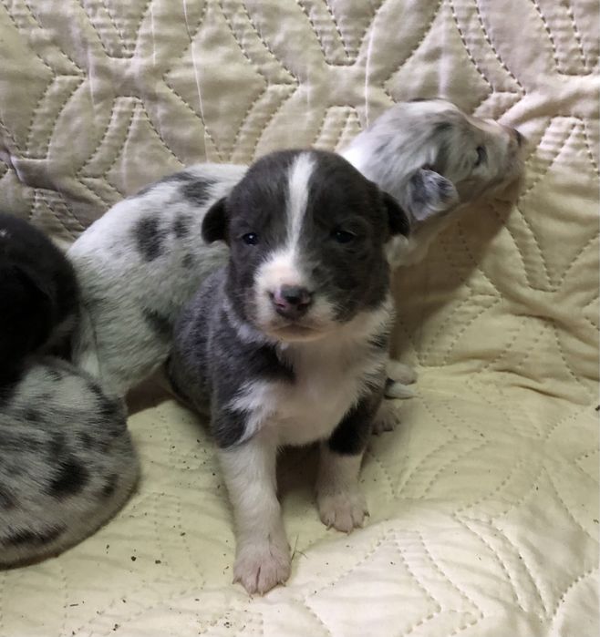 Щенки бордер колли