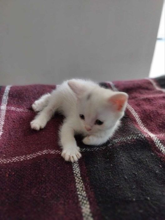 Отдам котенка БЕСПЛАТНО