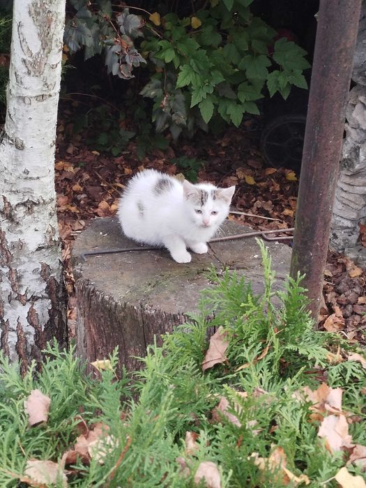 Oddam kotka za darmo w dobre rece