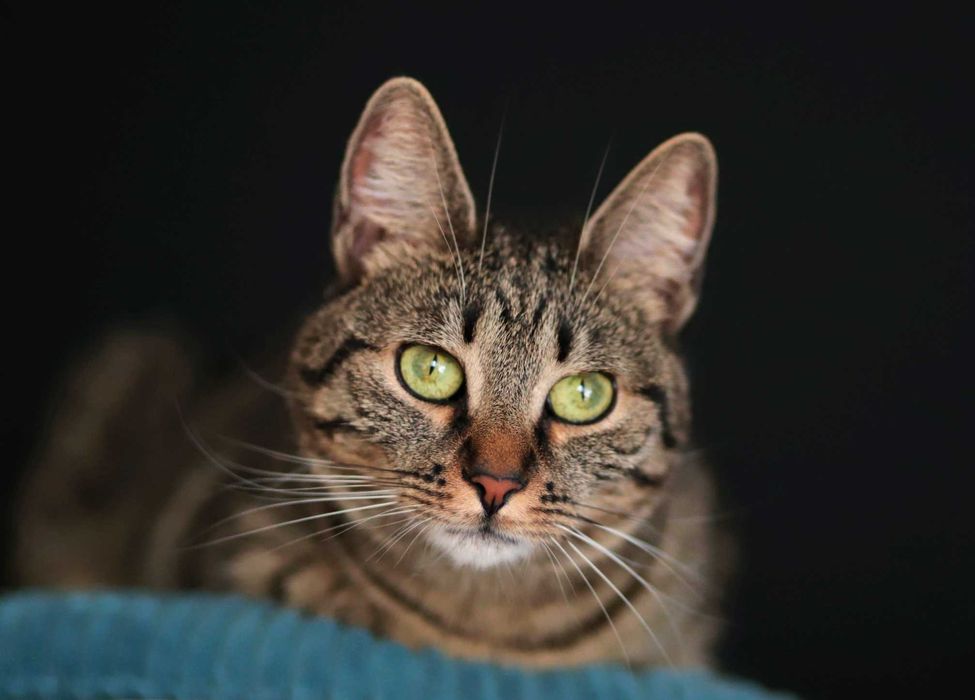 Rysia i Pysia czekają na domek, Blizniaczki Kocie.