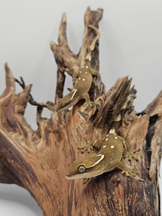 Gekon nie orzęsiony - sarasinorum white corale, rarytas, nowa Kaledonia, podrostki