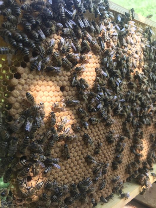 Rodziny pszczele ramka wielkopolska