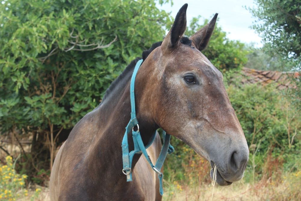 Belíssima poldra PSL ruça, Livro Azul Faz 2 anos a 25 de março