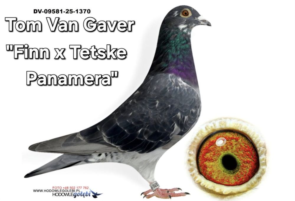 Gołębie młode 2026 możliwość zamówienia super materiał hodowlany ???