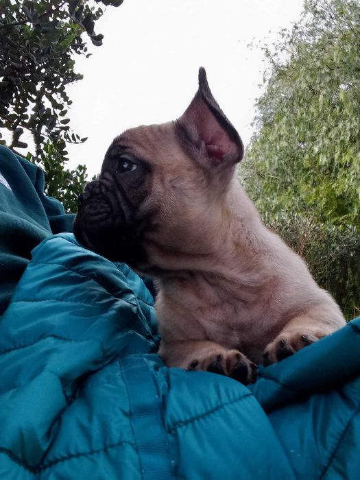 Buldogue Francês lindo de morrer