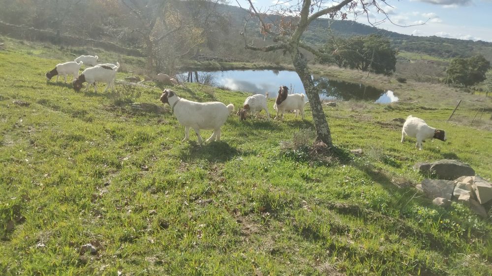 3 cabras boer para venda