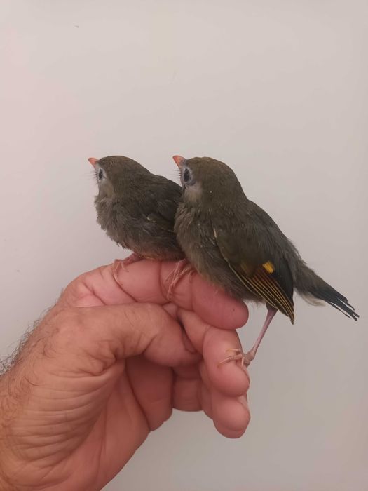 Casal de Rouxinois do Japão anilhados  2025/2026 (Outras aves)