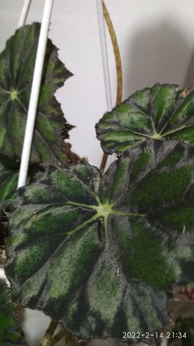 Бегония декоративно-лиственная