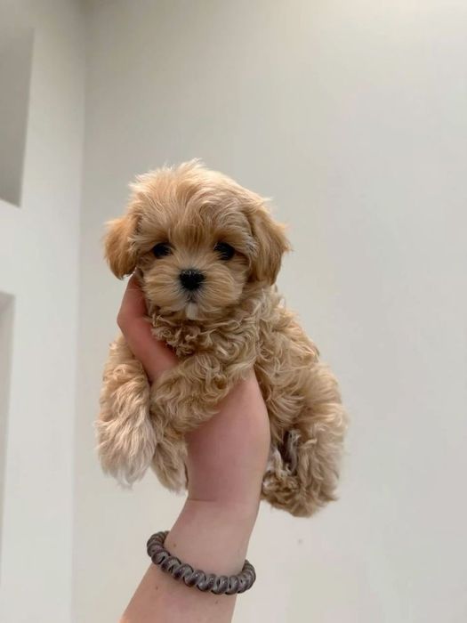 Преміальні Мальтипу F-2 F-1