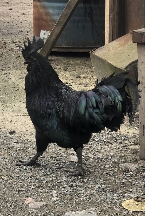 Інкубаційне яйце Аям Цемані. Півень Аям Цемані. Когут.