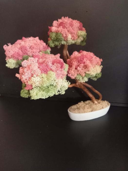 Drzewko bonsai kwitnące. Mech Chrobotek. Dekoracje wnętrz. Prezent.
