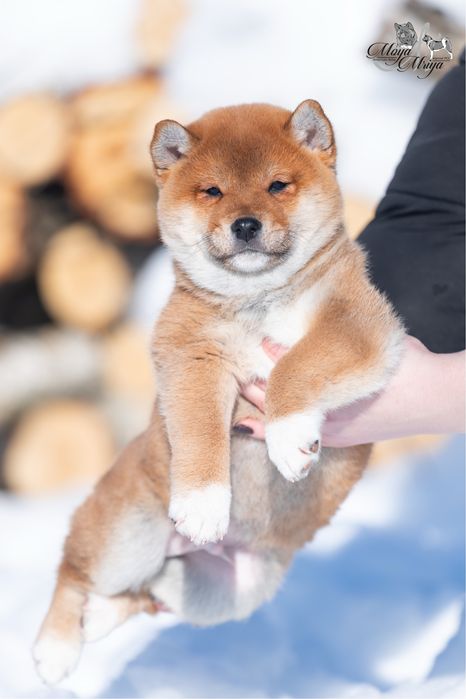 Шиба іну / шиба ину / Shiba inu