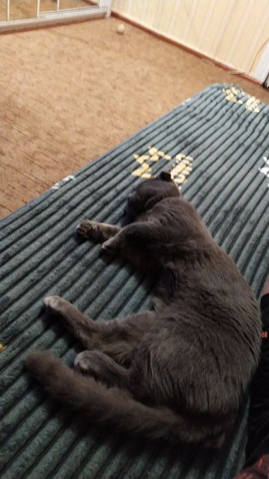 Продам кошку Шотландская веслоухая серая