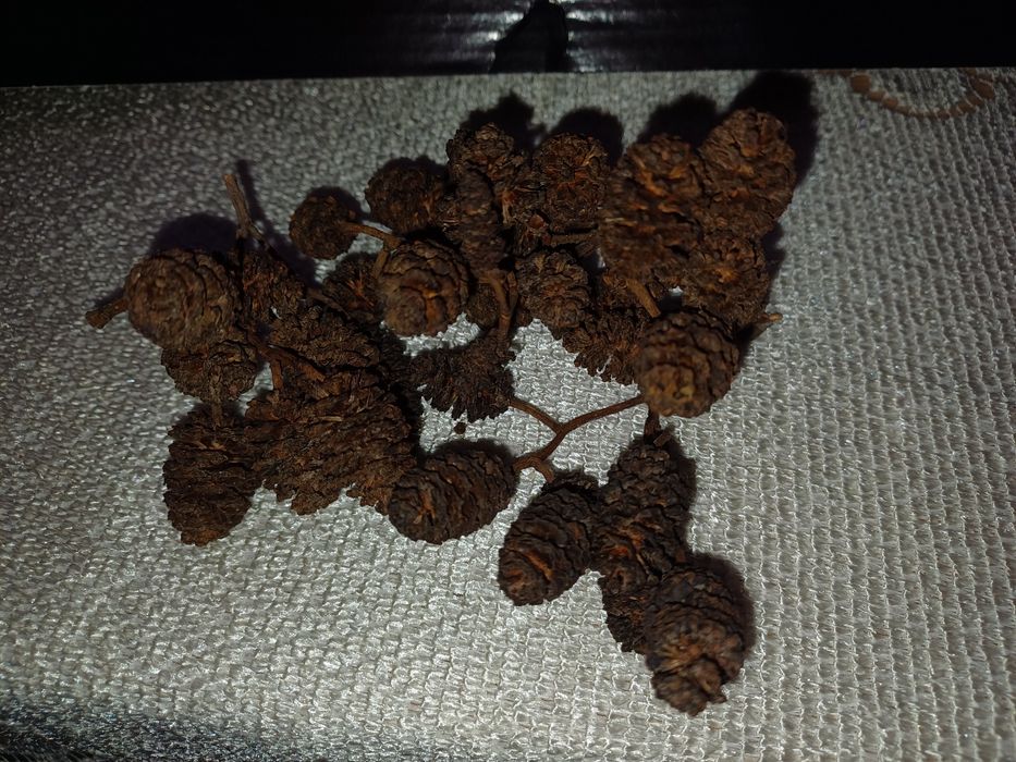 Szyszki olchy czarnej 300 sztuk.