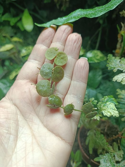 Дисхідія Dischidia cochleata