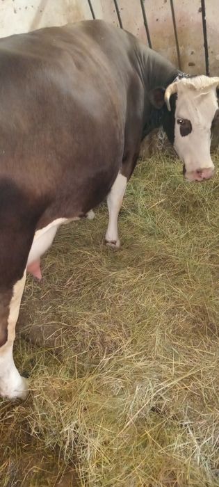Продам корову вік 5 років