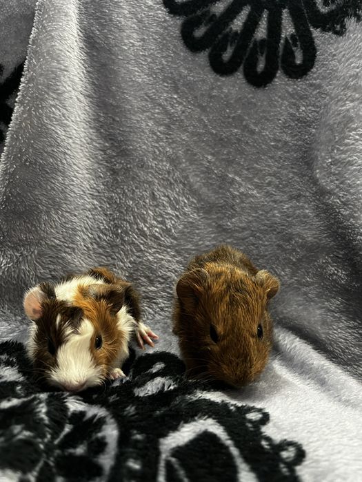 Świnka morska kawia