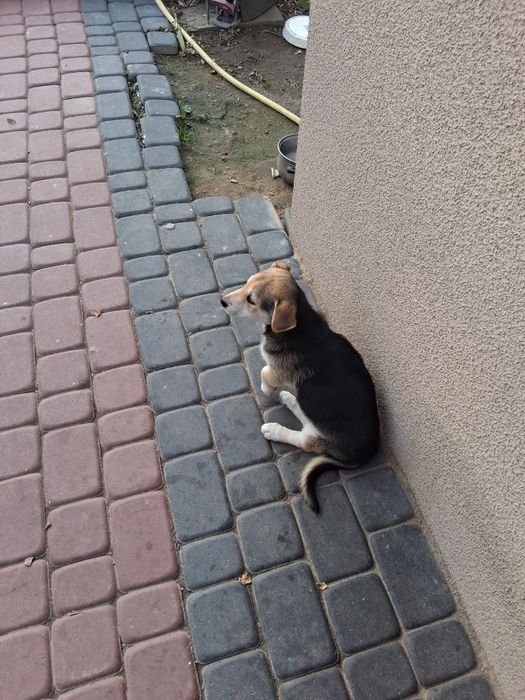 Oddam za darmo pieska
