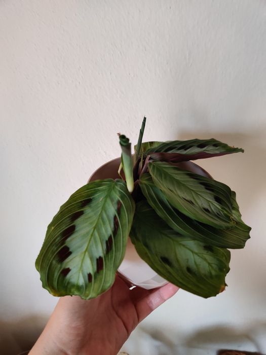 Maranta black planta rara