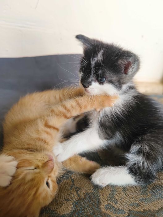 Кошенята шукають дім