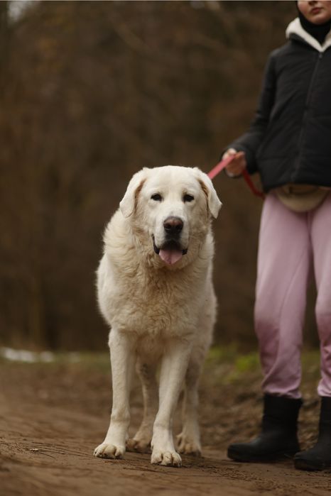 Cosmo owczarek podhalanski do adopcji