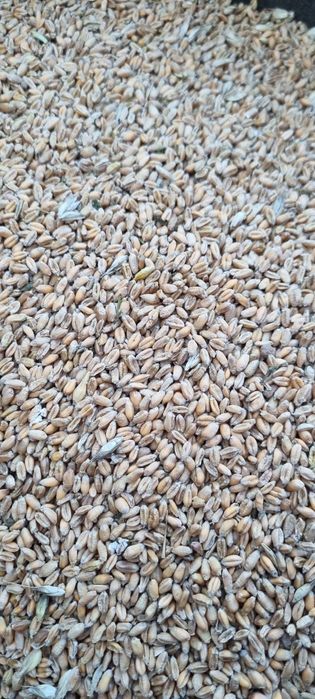 Sprzedam  Pszenica na paszę