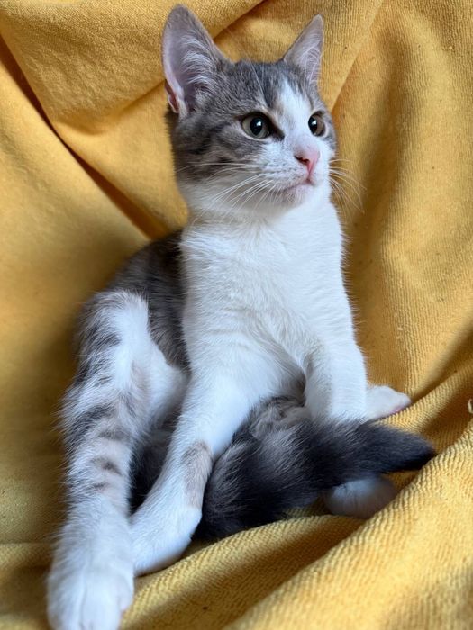 Котята ищут любящую семью