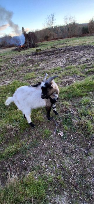 Venda ou troca de cabrito anão