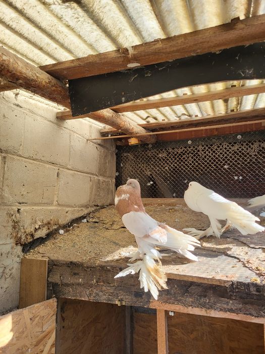 Garłacz/ garłacze para i samiec